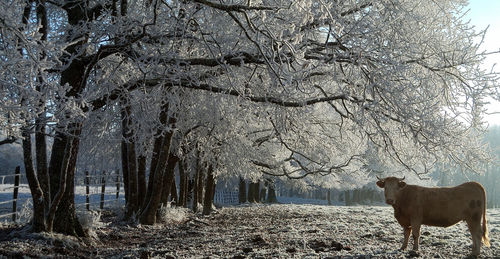 Dog on branch against trees