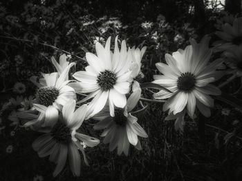 Close-up of daisy flower