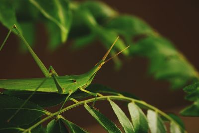 Close-up of insect on leaf