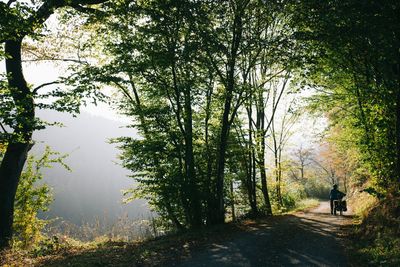 Man walking amidst trees in forest