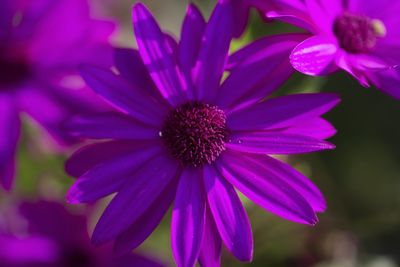 Close-up of pink flower