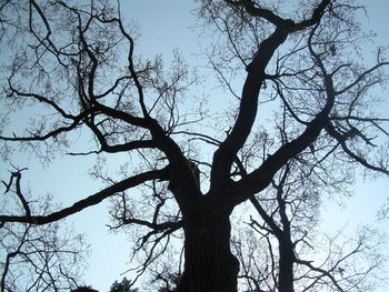 Low angle view of bare tree against sky