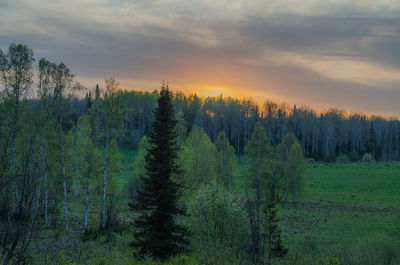 Scenic view of forest against sky during sunset