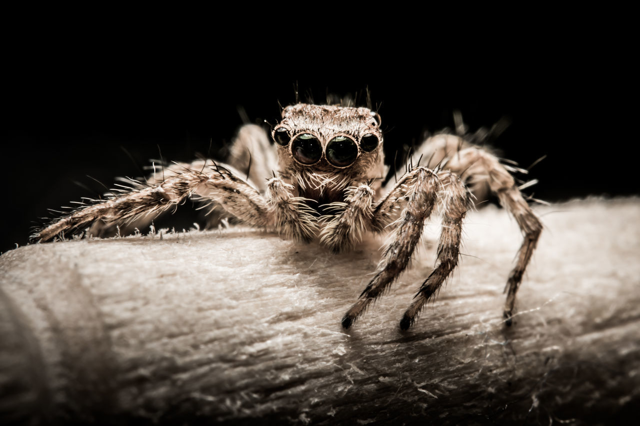 PORTRAIT OF SPIDER