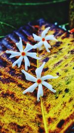 Close-up of maple leaf on land