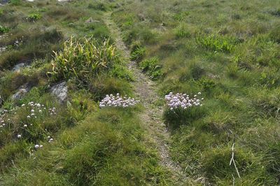 High angle view of flowering plants on field