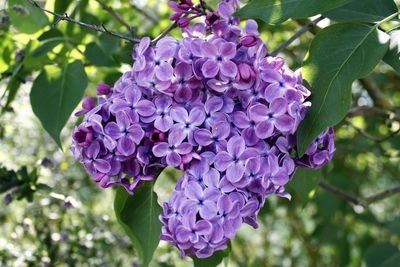 Close-up of purple hydrangea blooming outdoors