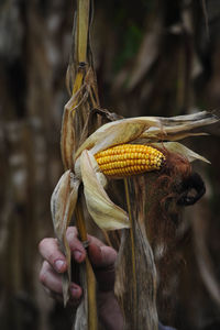 Crop failure after drought in maize crops, farmer holding damaged corncob