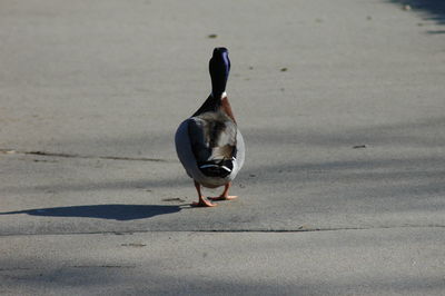 Rear view of mallard duck walking on road