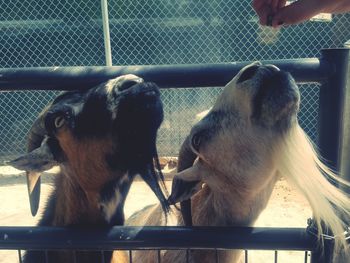 Horse in cage