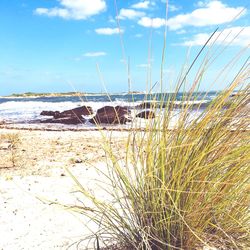 Plants growing on beach against sky