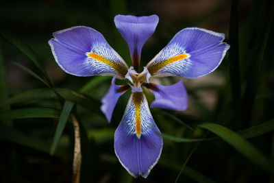 Close-up of purple iris