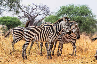A typical groups of zebras in tarangire national park tanzania