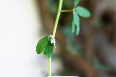 Close-up of small plant