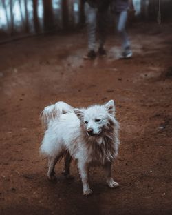 Full length of dog standing on dirt road