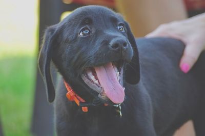 Close-up portrait of black dog