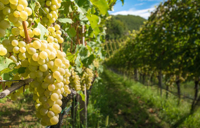 Close-up of grapes growing in vineyard