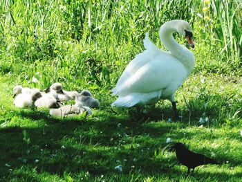 Swans on field