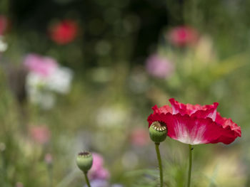 Close-up of pink rose plant