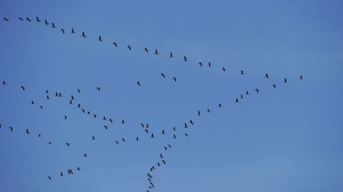 Low angle view of birds flying against clear blue sky