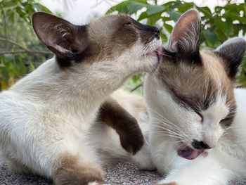 Close-up of two cats with eyes closed