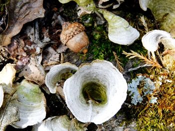 High angle view of mushrooms growing on field