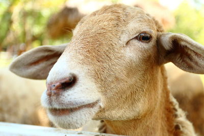 Close-up of goat