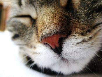 Close-up portrait of cat