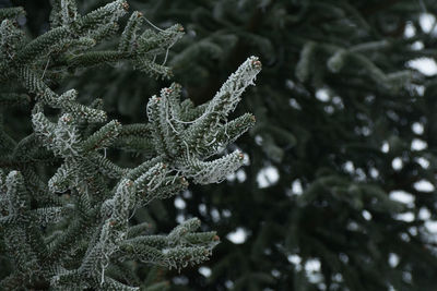 Close-up of christmas tree in snow