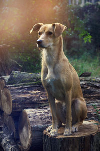 Dog looking away