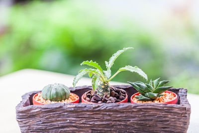 Close-up of fresh fruits in basket