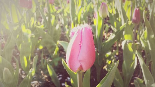 Close-up of pink flowers