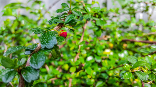 Close-up of red berries growing on plant