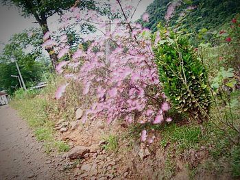 Flowers growing on tree