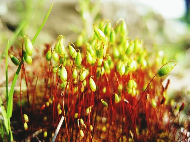 CLOSE-UP OF PLANT GROWING ON FIELD