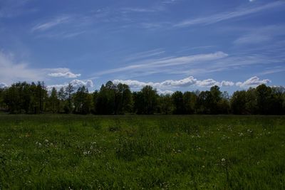 Scenic view of trees on field against sky