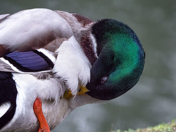 Close-up of bird