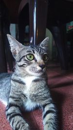 Close-up of a cat looking away