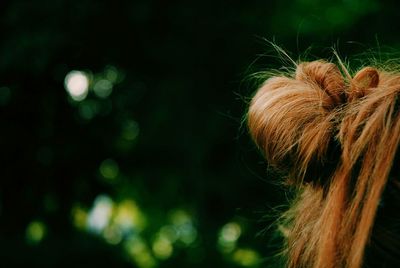 Cropped image of hairstyle