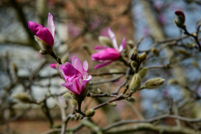 Close-up of pink flowering plant