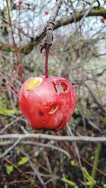 Close-up of red berries on tree