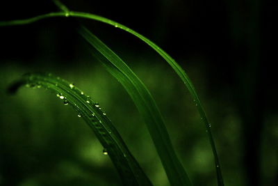 Close-up of wet plant during rainy season