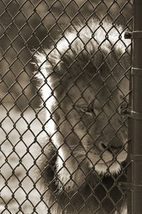 Close-up of chainlink fence in cage