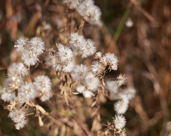 Close-up of dandelion flowers