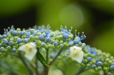 Close-up of purple flowering plant