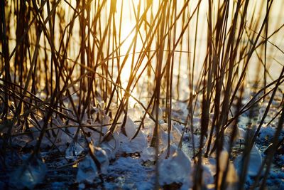 Close-up of wheat plants during winter