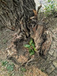 High angle view of tree trunk on field