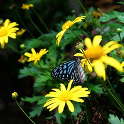 Close-up of butterfly pollinating on yellow flower