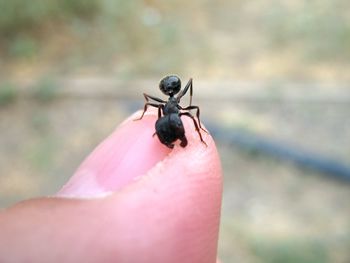 Close-up of insect on hand