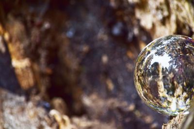 Close up of plant against blurred background